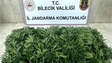 Bilecik'te Uyuşturucu Operasyonu: Çok Sayıda Uyuşturucu Madde Ele Geçirildi, 2 Şüpheli Yakalandı