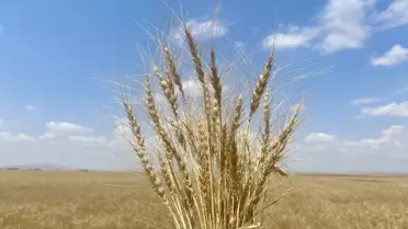 Kırşehir'de sertifikalı tohum kullanımıyla kuraklık etkisi azaltıldı