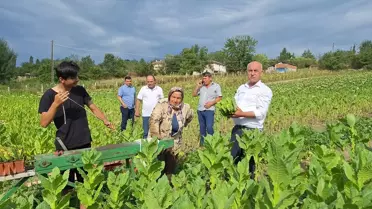 Samsun Bafra Ovası'nda Tütün Hasadı Başladı
