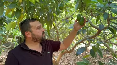 Avokado Üreticilerine Erken Hasat Uyarısı
