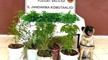 Yozgat'ta Tarlada Saksı İçerisinde 27 Kök Kenevir Ele Geçirildi
