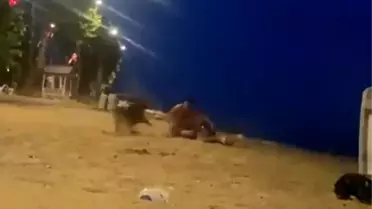 Yalova'da sahilde güreş antrenmanı yapan genci köpek ısırdı