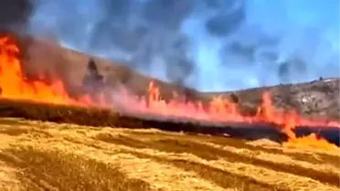 Çankırı'da Buğday Tarlasında Yangın: 15 Dönüm Alan Zarar Gördü