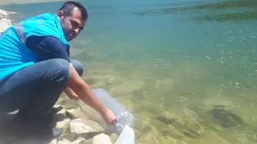 Tokat'ın Pazar ilçesinde göletlere 2000 pullu yavru sazan bırakıldı