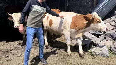 Ardahanlı genç çiftçi Tarım ve Orman Bakanlığından aldığı destekle hayvancılığa başladı