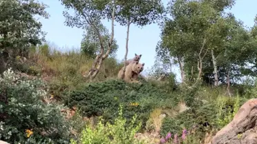 Bitlis'te sualtı dalışı yapan öğretim üyesi boz ayılarla karşılaştı