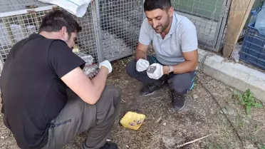 Isparta'da Tedavi Edilen Kukumav Yavruları Doğaya Bırakıldı