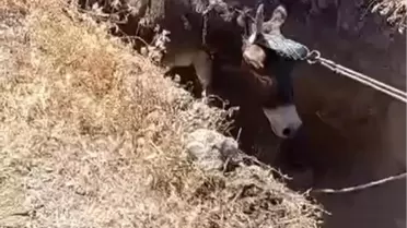 Niğde'de defineciler tarafından açık bırakılan kuyuda düşen eşek kurtarıldı