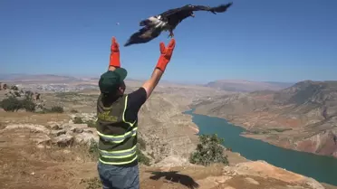 Siirt'te Tedavi Edilen Kaya Kartalı Doğal Yaşam Alanına Bırakıldı