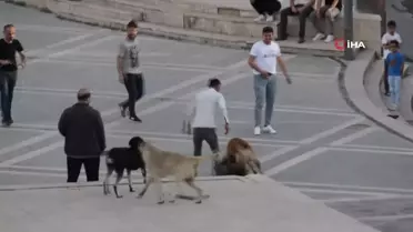 AK Partili Cıngı: 'Yasanın hiçbir maddesinde köpeklerin uyutulacağı diye bir gerçeklik yok'