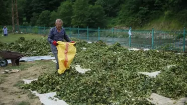 Ordu'da fındık hasadı başladı