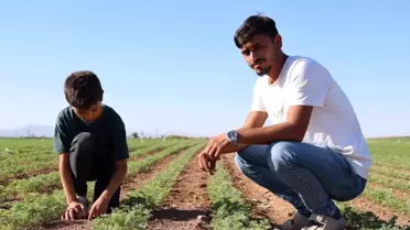 Konya'da Genç Çiftçi, Yurt Dışına Ürün Gönderiyor