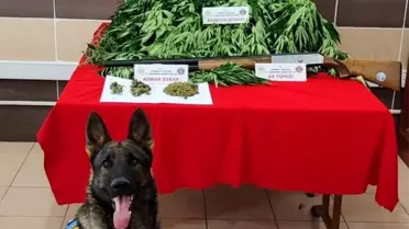 Aksaray'da Uyuşturucu Ticareti Yapan Şüpheliye Operasyon: Kenevir Bitkisi ve Esrar Ele Geçirildi
