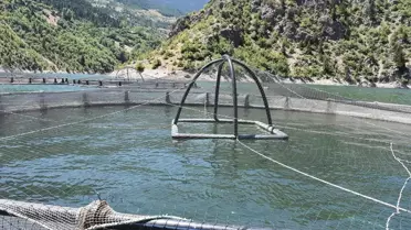 Gümüşhane'de Ayı Tekneye Çıktı