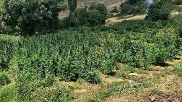Diyarbakır'da 2 milyon kök Hint keneviri ve 110 kilogram esrar ele geçirildi