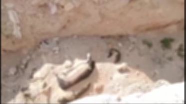 Niğde'de Sokak Köpeklerinin Katledildiği İddiası Gündeme Geldi