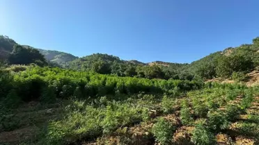 Diyarbakır'da büyük uyuşturucu operasyonu: 1 milyon kök Hint keneviri ele geçirildi
