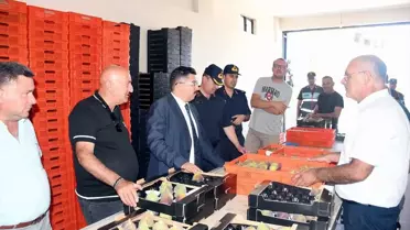 Bursa Mudanya'da Siyah İncir Hasadı Başladı