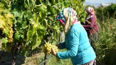Manisa'da Sultani Üzüm Rekoltesi Düşüş Gösteriyor