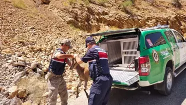 Erzincan'da bitkin halde bulunan dağ keçisi doğaya salındı