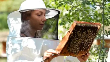 Kestane Balında Verim Düşüşü: İklimsel Değişimler ve Gal Arısı Etkili