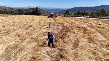 Ordu'da Fındık Hasadı Sürerken Siyez Buğdayı Hasadı da Başladı
