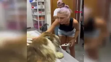 Hande Yener, gözünü kaybeden köpeği ziyaret etti