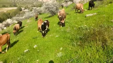 Diyarbakır'da Hayvan Hırsızlığı: Aile, Çalınan İneklerini Bulunmasını İstiyor