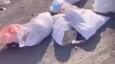 Edirne'de çuvallar içinde ölü köpeklerle ilgili 4 şüpheli gözaltına alındı