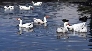 Kars'ta Kaz Yetiştiricileri, Yaz Sıcaklarında Kazları Serin Suyla Buluşturuyor