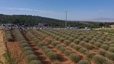Afyonkarahisar'ın Dazkırı ilçesinde lavanta hasadı hareketliliği yaşanıyor