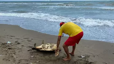 Hatay'da Yaralı Caretta Caretta Tedavi Ediliyor