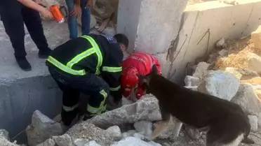Hatay'da enkaz altında kalan yavrularını kurtaran anne köpek, itfaiye ekiplerinin yanından ayrılmadı
