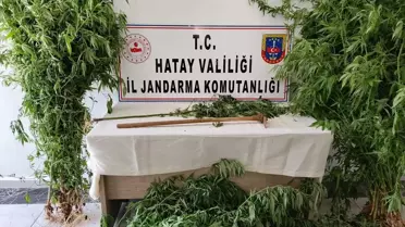 Hatay'da Hint keneviri yetiştiricisi yakalandı