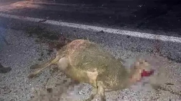 Afyonkarahisar'da Otomobil Koyun Sürüsüne Dalıp 9 Koyunu Telef Etti