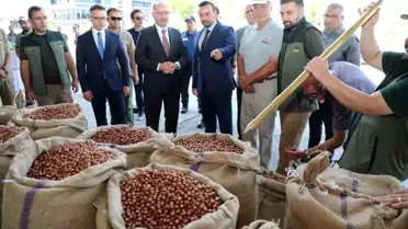 TMO Giresun'da ilk fındığı 135,96 liradan aldı
