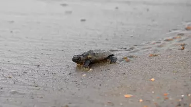 Akdeniz'de Caretta Caretta Yavruları Denizle Buluşuyor