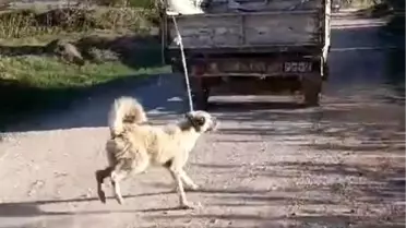 Amasya'da köpeğin kamyonetin arkasında sürüklenmesi olayıyla ilgili açıklama