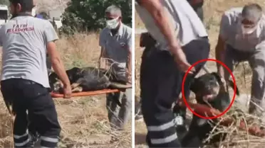 İstanbul'da bir şahsı parçalayarak öldüren köpekler böyle toplandı