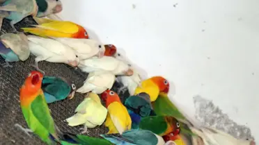 Kaçak Yollarla Üretilen 300 Cennet Papağanı Gaziantep'e Teslim Edildi