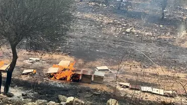 Muğla'da Arıcılık Yapan Baba ve Oğul Tutuklandı