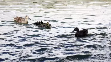 Kuğulu Park'ta 8 Yavru Ördek Suya Bırakıldı