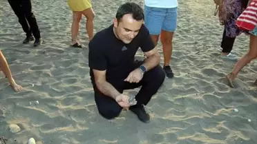 Finike Sahilinde Caretta Carettaların Yuvaları Koruma Altına Alındı