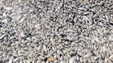 İzmir'de endişe yaratan görüntü: Körfez ölü balıklarla kaplandı