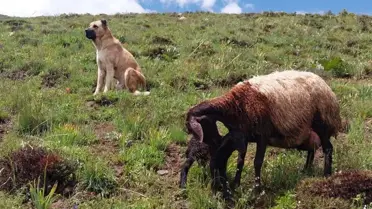 Sadakat örneği gösteren köpek, doğum yapan eşeği yalnız bırakmadı