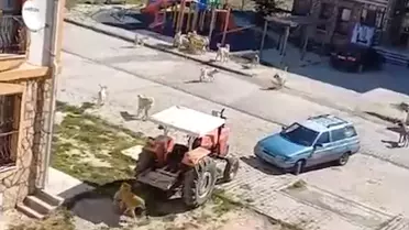 Kırıkkale'nin Balışeyh ilçesinde sokak köpekleri tehlike oluşturuyor