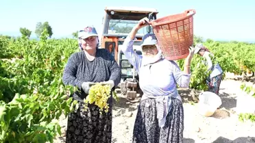Denizli'nin Üzüm Üretim Merkezi Bekilli'de Hasat Başladı