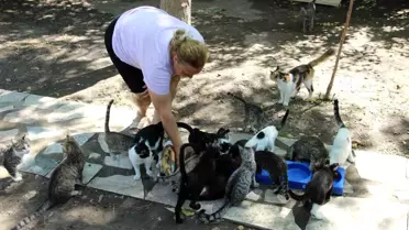 Manisa'da İngilizce öğretmeni kedi sevgisiyle 70'ten fazla kedinin bakımını üstleniyor