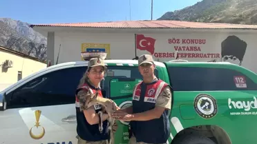 Hakkari'de Yaralı Yavru Dağ Keçisi Kurtarıldı