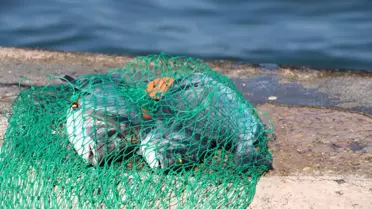 İzmir Körfezi'nde Ölü Balık Alarmı: Kordon Boyunda Balık Tutulmaya Devam Ediyor